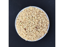 Japonica brown rice